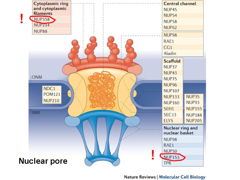 Nuclear pore ! !